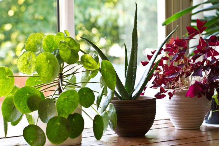 Drie verschillende planten op een vensterbank