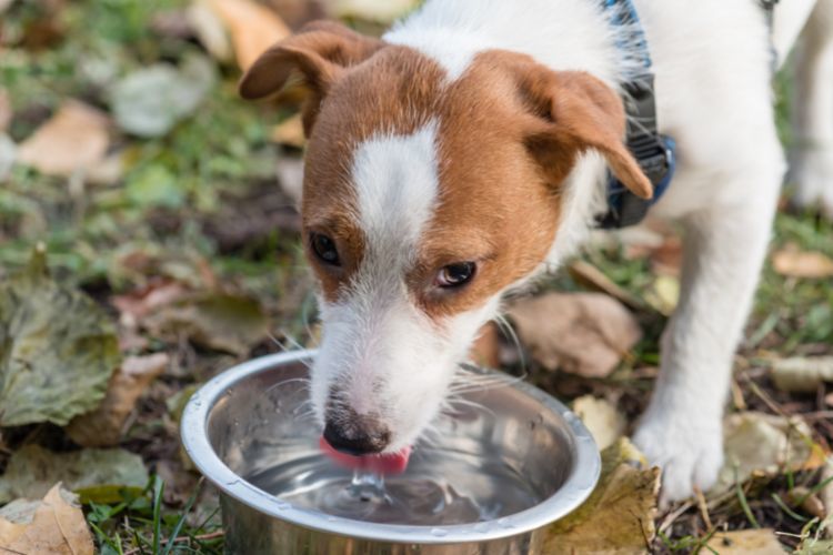 Hond drinkt water uit een drinkbak